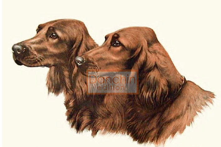 French setter best sale dog